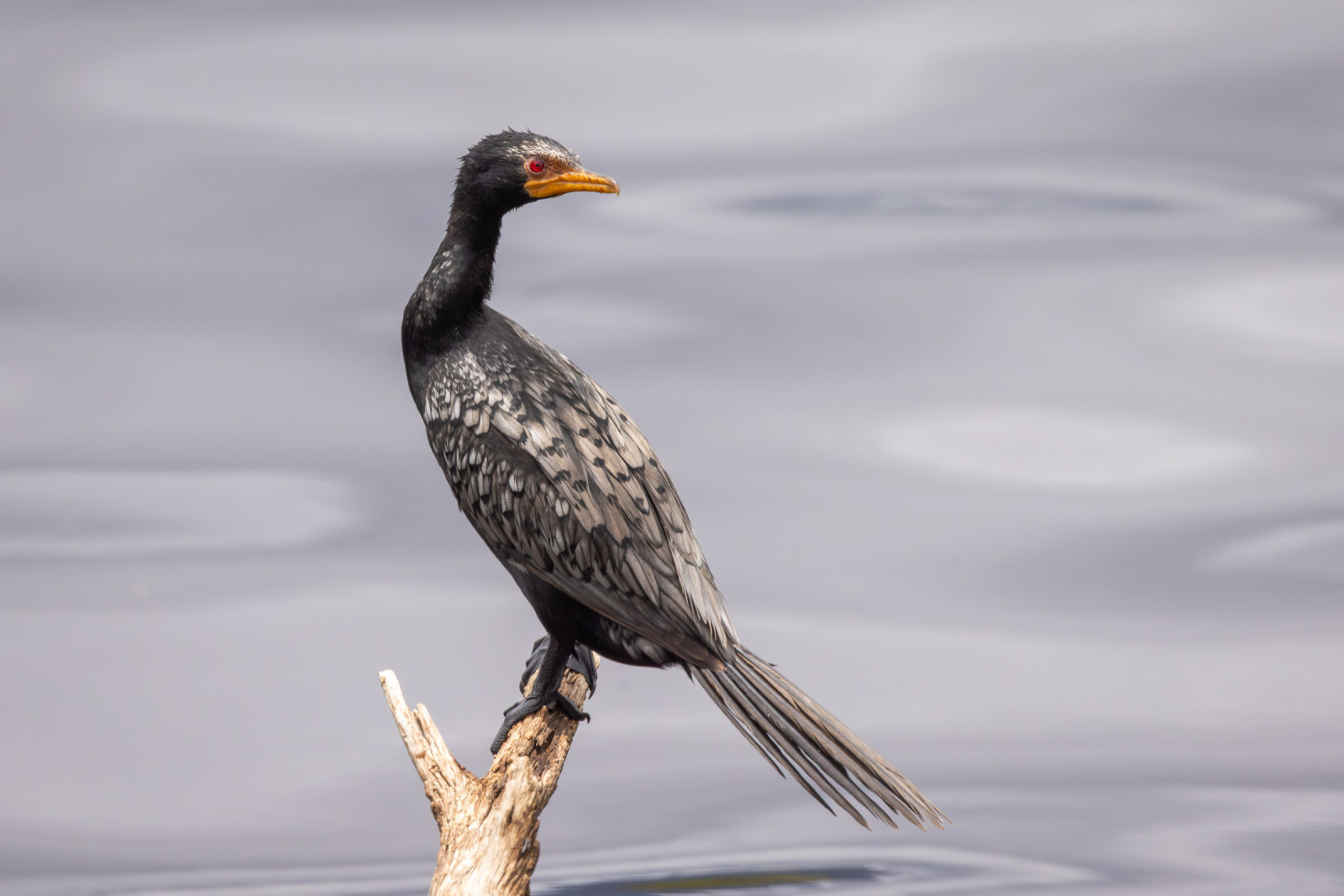 image Long-tailed Cormorant